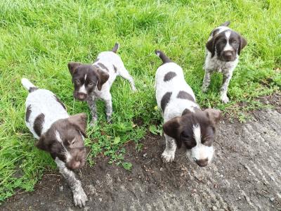 German Wirehaired Pointer puppies in Kilkenny