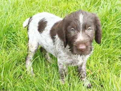 German Wirehaired Pointer puppies in Kilkenny