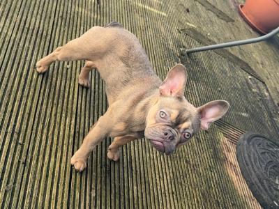 Well trained, affectionate & loving French Bulldog. Carries fluffy gene.