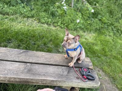 Well trained, affectionate & loving French Bulldog. Carries fluffy gene.