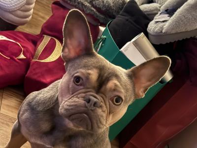 Well trained, affectionate & loving 2 year old female French Bulldog. Carries fluffy gene.