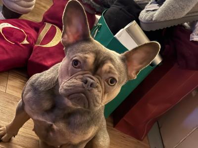 Well trained, affectionate & loving 2 year old female French Bulldog. Carries fluffy gene.