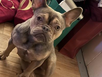 Well trained, affectionate & loving French Bulldog. Carries fluffy gene.
