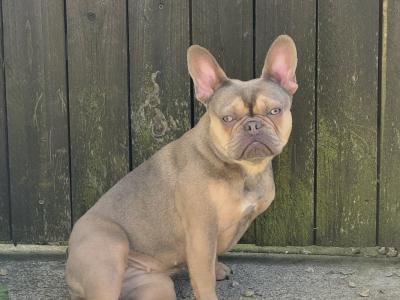 Well trained, affectionate & loving French Bulldog. Carries fluffy gene.