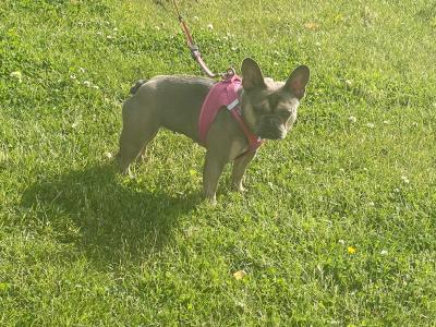 Well trained, affectionate & loving French Bulldog. Carries fluffy gene.