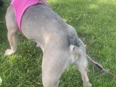Well trained, affectionate & loving French Bulldog. Carries fluffy gene.