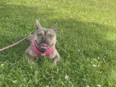 Well trained, affectionate & loving French Bulldog. Carries fluffy gene.