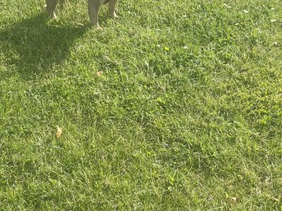 Well trained, affectionate & loving French Bulldog. Carries fluffy gene.