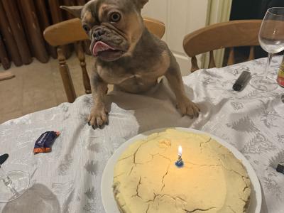 Well trained, affectionate & loving French Bulldog. Carries fluffy gene.