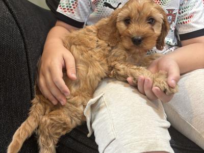 Beautiful Cavapoo puppies in Carlow 🐶
