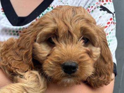 Beautiful Cavapoo puppies in Carlow 🐶