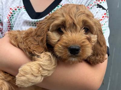 Beautiful Cavapoo puppies in Carlow 🐶
