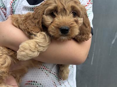 Beautiful Cavapoo puppies in Carlow 🐶