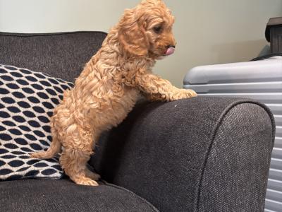 Beautiful Cavapoo puppies in Carlow 🐶