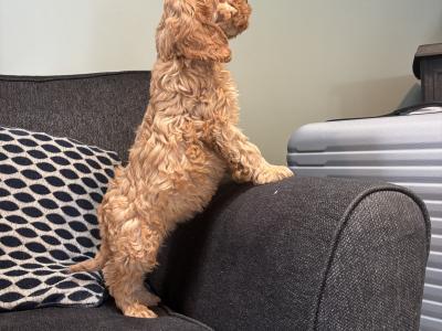 Beautiful Cavapoo puppies in Carlow 🐶
