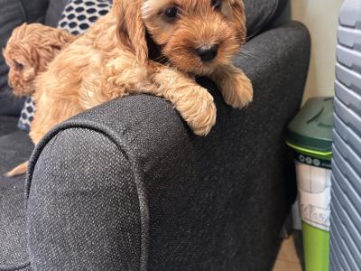 Beautiful Cavapoo puppies in Carlow 🐶
