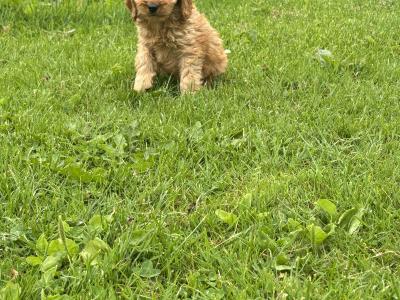 Beautiful Cavapoo puppies in Carlow 🐶