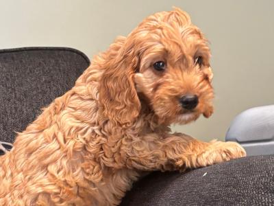 Beautiful Cavapoo puppies in Carlow 🐶