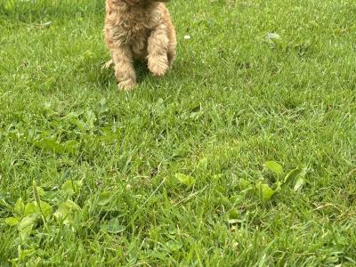 Beautiful Cavapoo puppies in Carlow 🐶