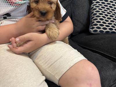 Beautiful Cavapoo puppies in Carlow 🐶