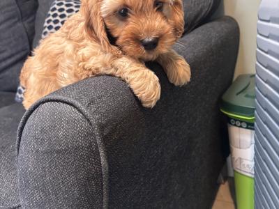 Beautiful Cavapoo puppies in Carlow 🐶