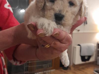 Miniature Poodle puppies in Mayo