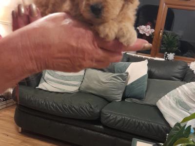 Miniature Poodle puppies in Mayo