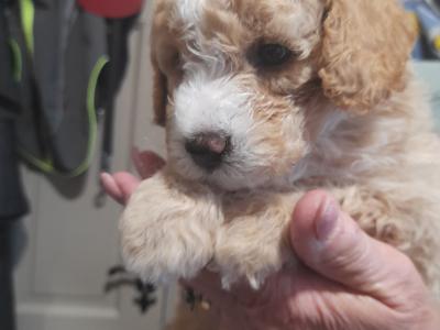 Miniature Poodle puppies in Mayo