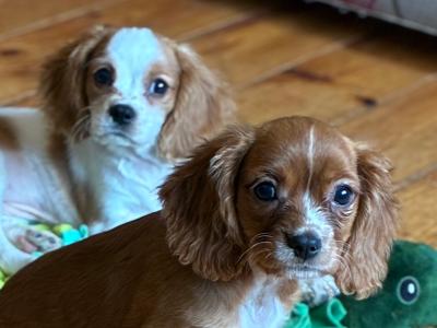 Stunning Cavalier King Charles puppies in Wexford