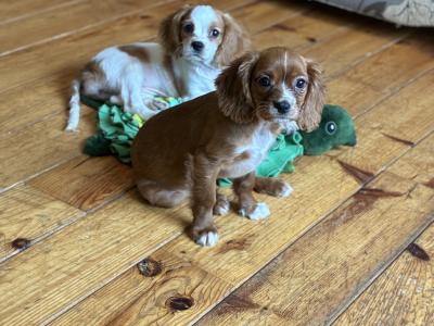 Stunning Cavalier King Charles puppies in Wexford