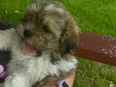 Adoreable Purebred Shih Tzu puppies in Clare