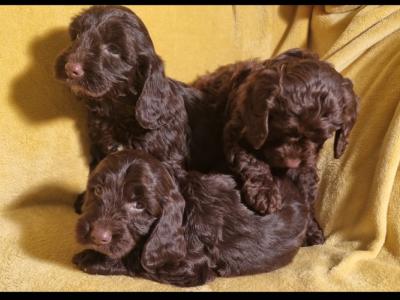 Miniature Chocolate Cockapoo puppies in Waterford