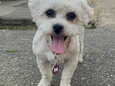 Shih Tzu x Bichon Frise puppies in Sligo