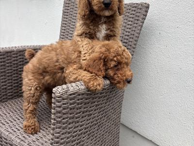 Miniature Poodle puppies in Carlow 💙🩷