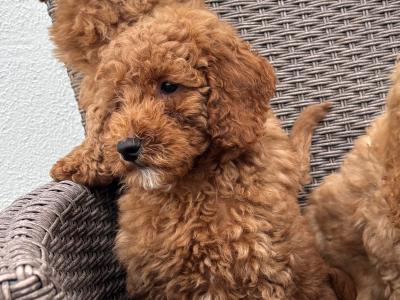 Miniature Poodle puppies in Carlow 💙🩷