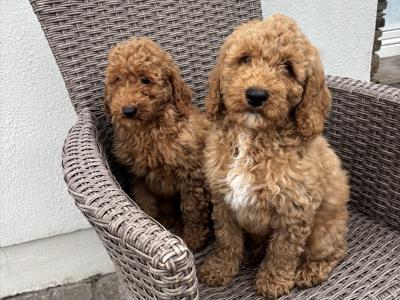 Miniature Poodle puppies in Carlow 💙🩷