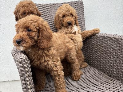 Miniature Poodle puppies in Carlow 💙🩷