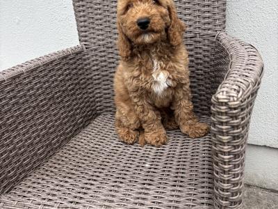 Miniature Poodle puppies in Carlow 💙🩷