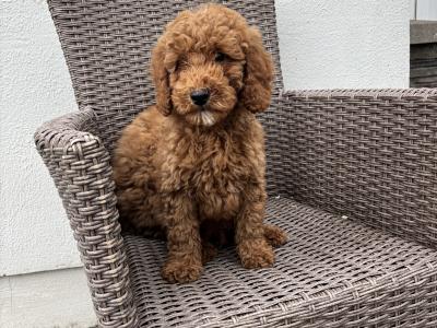 Miniature Poodle puppies in Carlow 💙🩷