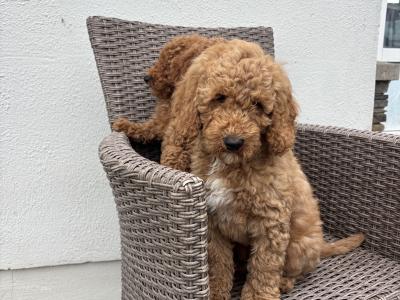Miniature Poodle puppies in Carlow 💙🩷