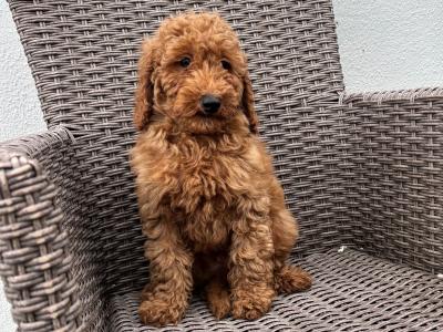 Miniature Poodle puppies in Carlow 💙🩷