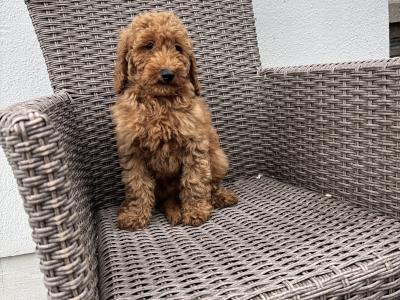Miniature Poodle puppies in Carlow 💙🩷