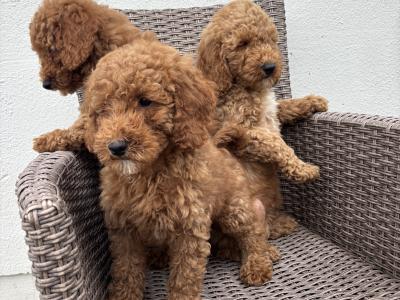 Miniature Poodle puppies in Carlow 💙🩷