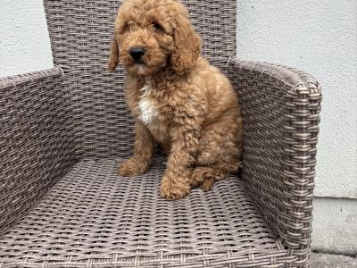 Miniature Poodle puppies in Carlow 💙🩷