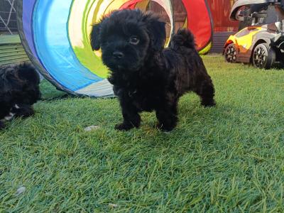 Beautiful fluffy Biewer Terrier x Yorkshire Terrier puppies in Cork