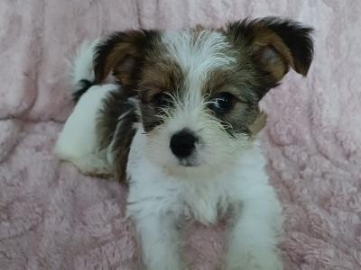Beautiful fluffy Biewer Terrier x Yorkshire Terrier puppies in Cork