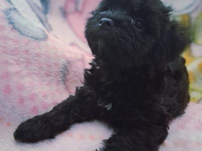 Beautiful fluffy Biewer Terrier x Yorkshire Terrier puppies in Cork