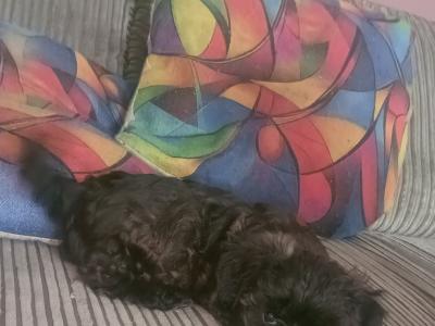Beautiful fluffy Biewer Terrier x Yorkshire Terrier puppies in Cork