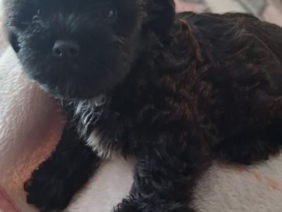 Beautiful fluffy Biewer Terrier x Yorkshire Terrier puppies in Cork