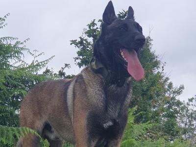 Top Quality Belgian Malinois stud available in Carlow – Kaiser 🔥